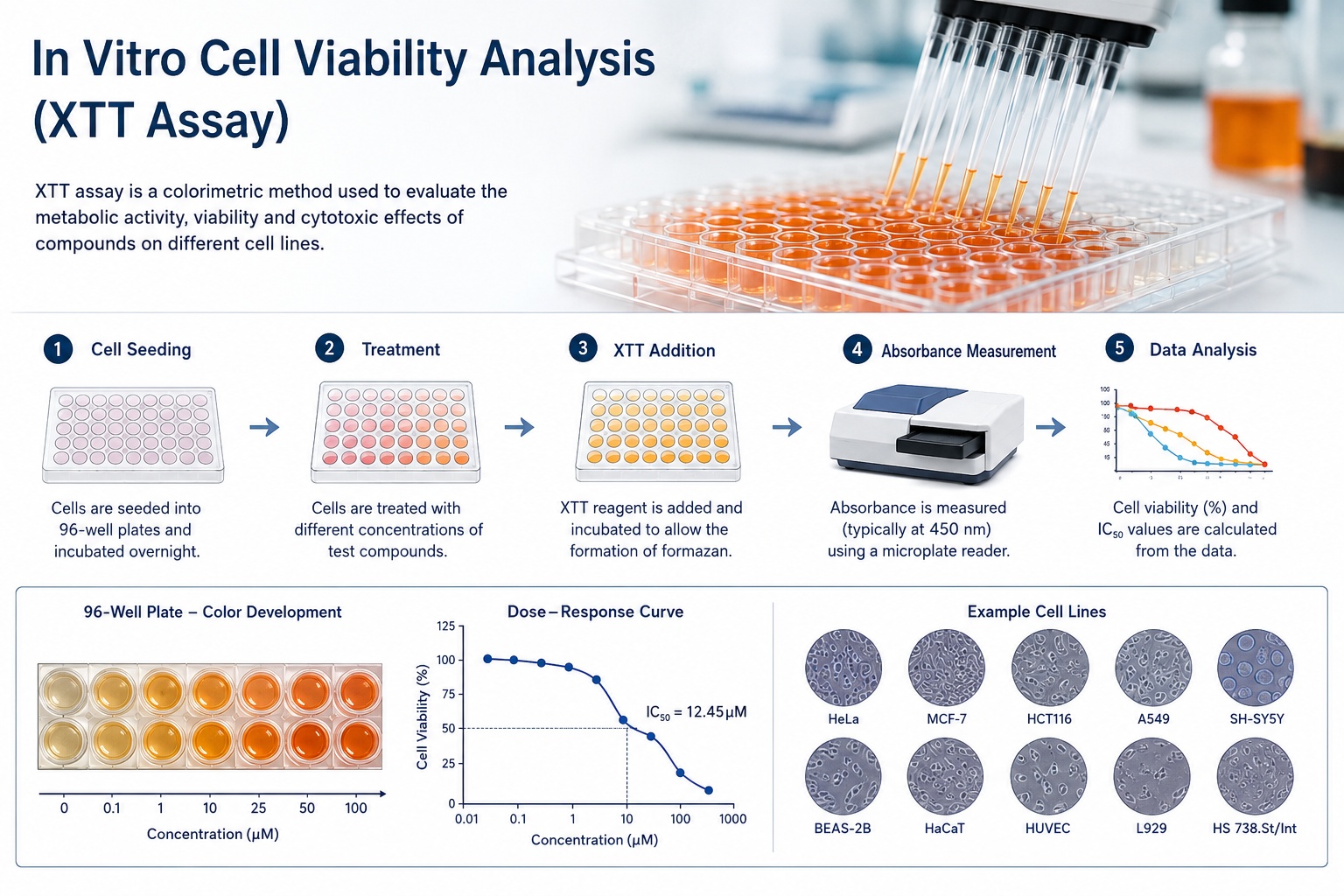 İn Vitro Hücre Canlılığı Analiz Hizmeti